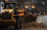 A LEAFY LEGACY