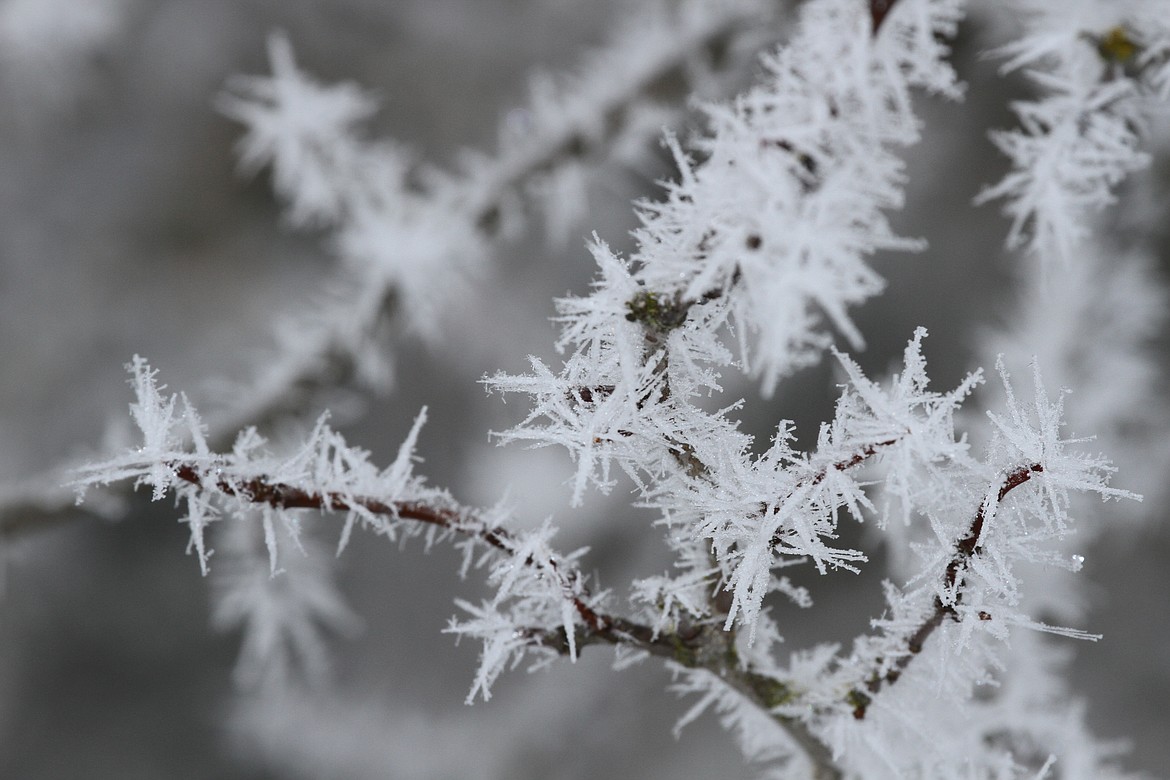 Jack Frost is waking up, just as he did last winter outside Dr. Irwin Steiger's house in Coeur d'Alene. (IRWIN STEIGER/Courtesy)