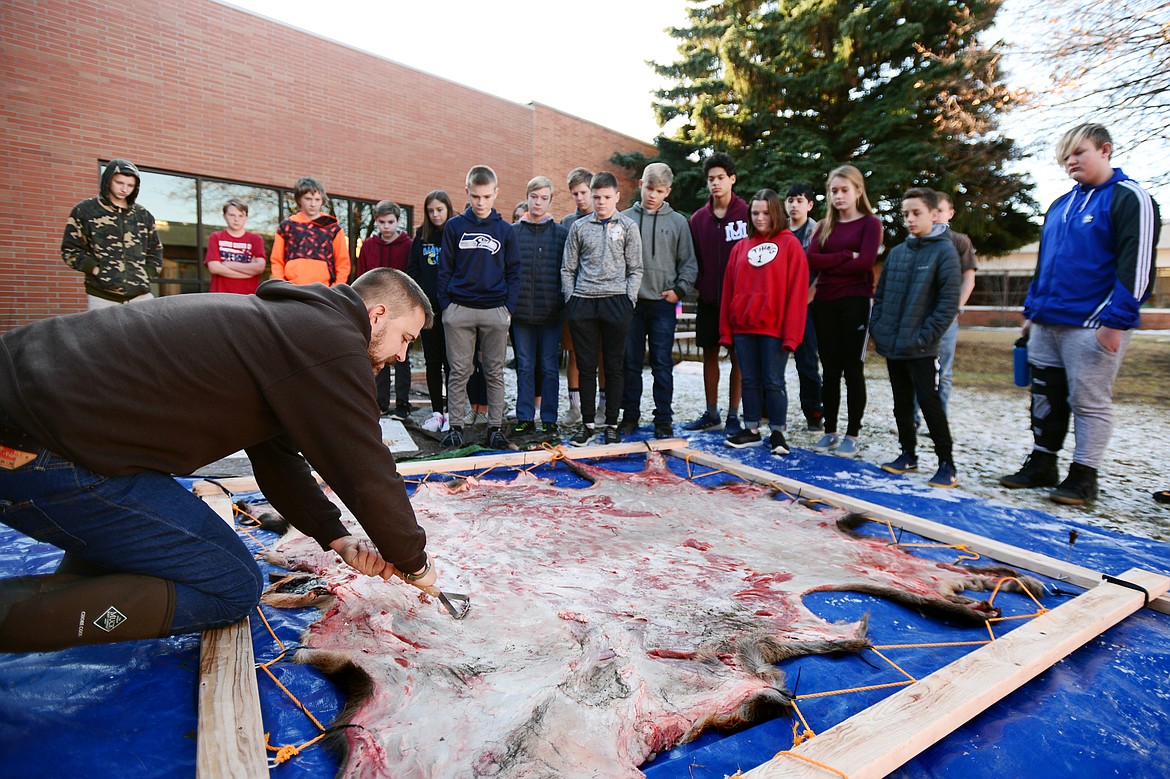 Eighth-grade teacher Kris Schreiner demonstrates removing membrane and fat from an elk hide as part of the tanning and curing process in his class at Kalispell Middle School on Nov. 20. (Casey Kreider/Daily Inter Lake)