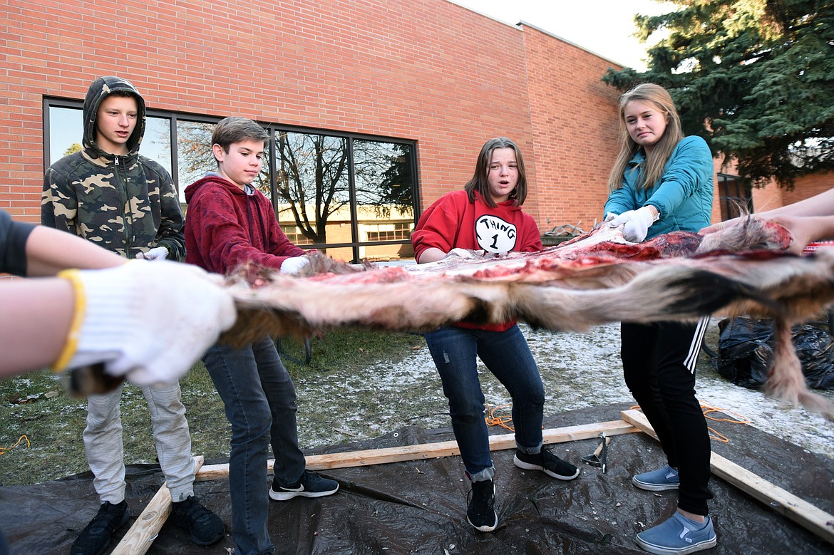 Eighth-grade students stretch a deer hide before securing it to a frame to remove membrane and fat as part of the tanning and curing process in teacher Kris Schreiner&#146;s class at Kalispell Middle School.