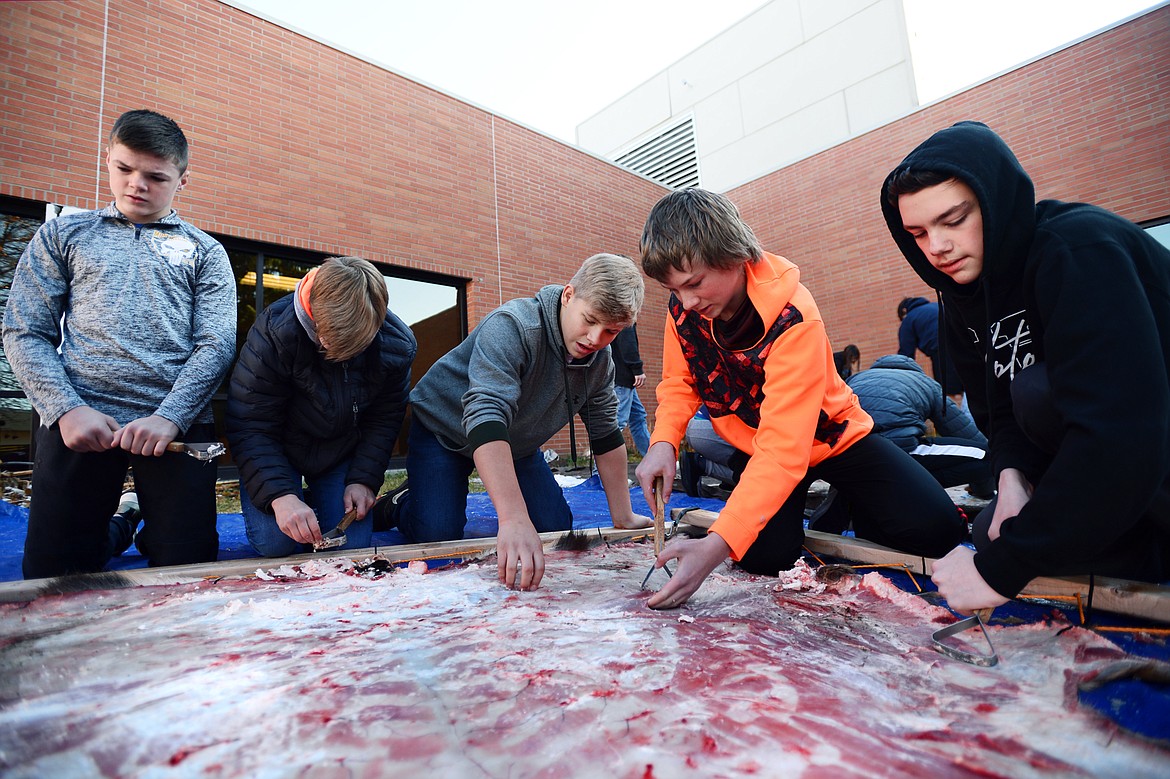 Eighth-grade students remove membrane and fat from an elk hide as part of the tanning and curing process in teacher Kris Schreiner&#146;s class at Kalispell Middle School on Wednesday, Nov. 20. (Casey Kreider/Daily Inter Lake)