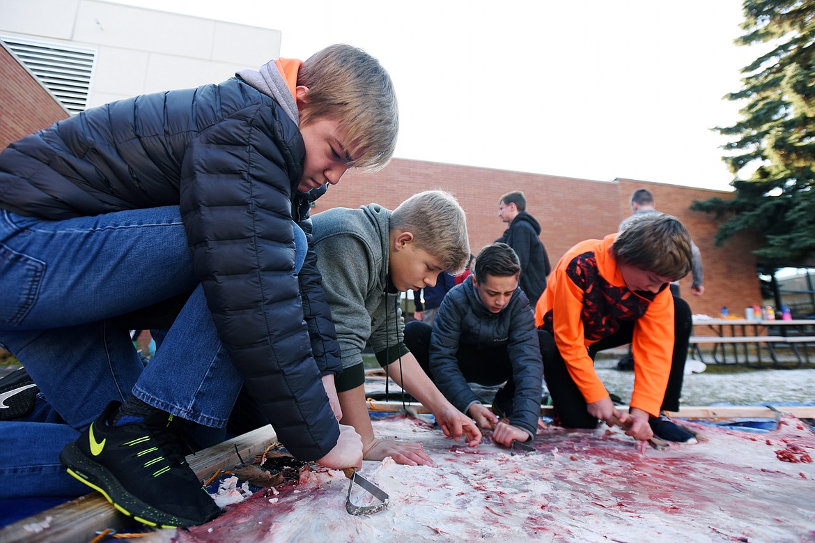 From left, eighth-grade students Tanner Heichel, Chance Stahlberg, Leif Simonson and Elijah Desch remove membrane and fat from an elk hide as part of the tanning and curing process in teacher Kris Schreiner&#146;s class at Kalispell Middle School on Wednesday, Nov. 20. (Casey Kreider/Daily Inter Lake)