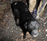 A Thanksgiving all the way around as a dog is rescued from death on the Flathead River