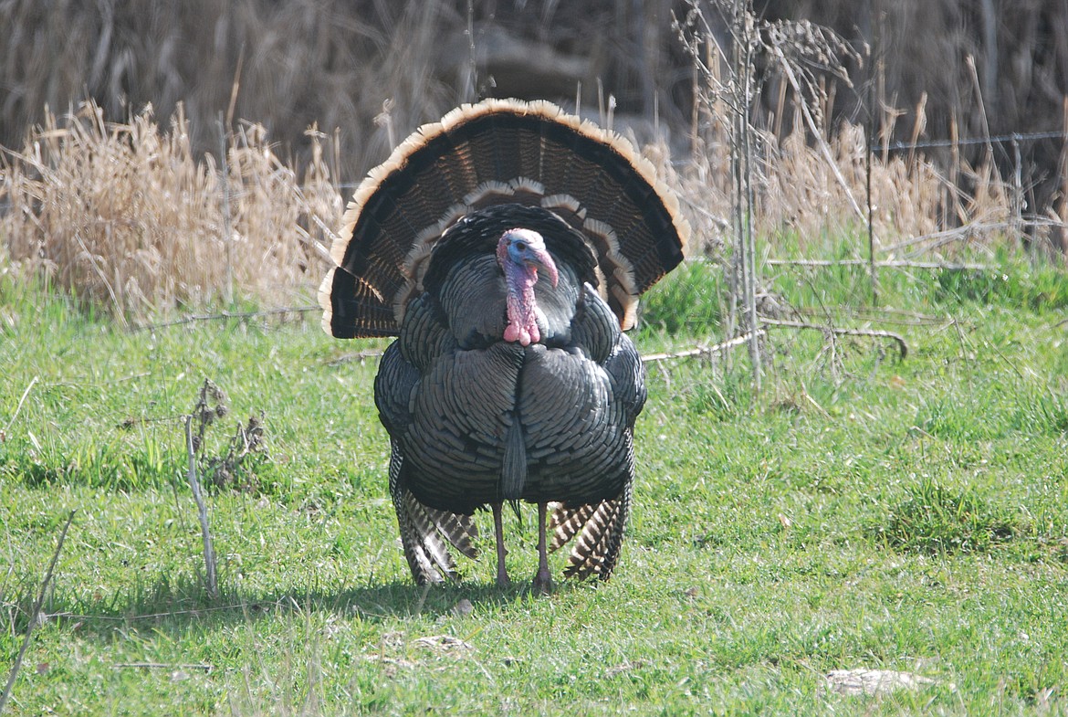 The wild turkey is the largest game bird in Idaho, and the bird from which the domestic turkey was bred. The wild turkey almost became our national bird, losing to the bald eagle. They are strong fliers and can fly up to 60 miles per hour and run up to 25 miles per hour.