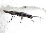 Rare Glacier Park insects put on Endangered Species List