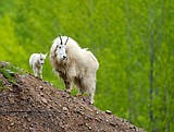 Wayward goats