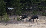 Moose near Libby tests positive for chronic wasting disease
