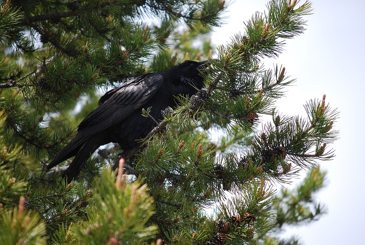 Photos by DON BARTLING
The common raven is a large (about the size of a red-tailed hawk), all-black bird with a large black bill, a shaggy beard of feathers on the chin and throat, and a large wedge-shaped tail, seen in flight.