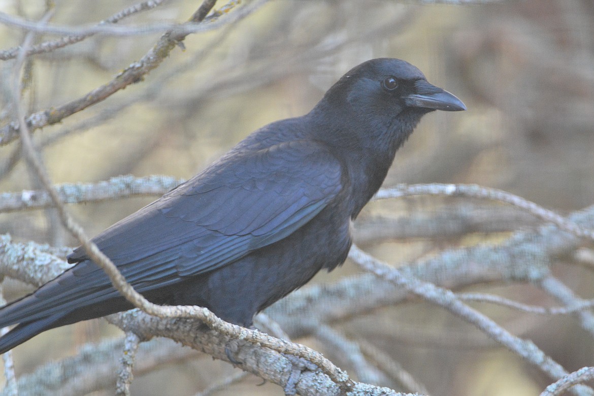 The American crow is an all-black bird with black bill, legs and feet. It is about the size of a pigeon. The crow usually has a purple sheen in direct sunlight.