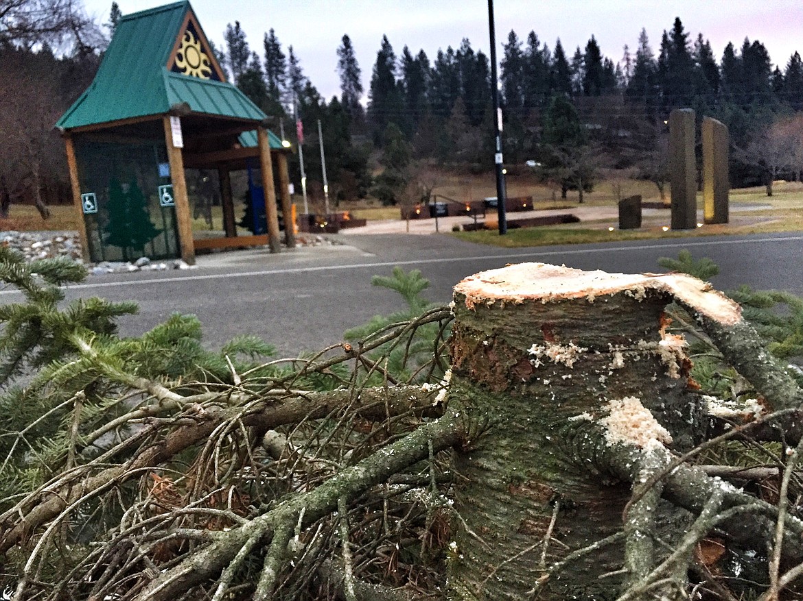 RALPH BARTHOLDT/Press
Coeur d&#146;Alene Police are looking for thieves who cut and stole a 12-foot spruce valued at $2,000 from Cherry Hill Park over the weekend.