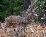 Hunting season better than last year, hearings on biennial season changes coming up