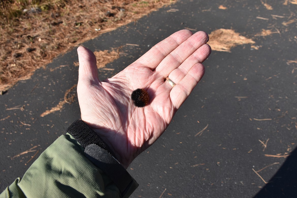 Photos by DON BARTLING
When the woolly bear caterpillar is in his defensive posture he curls up like a ball until the danger is over.