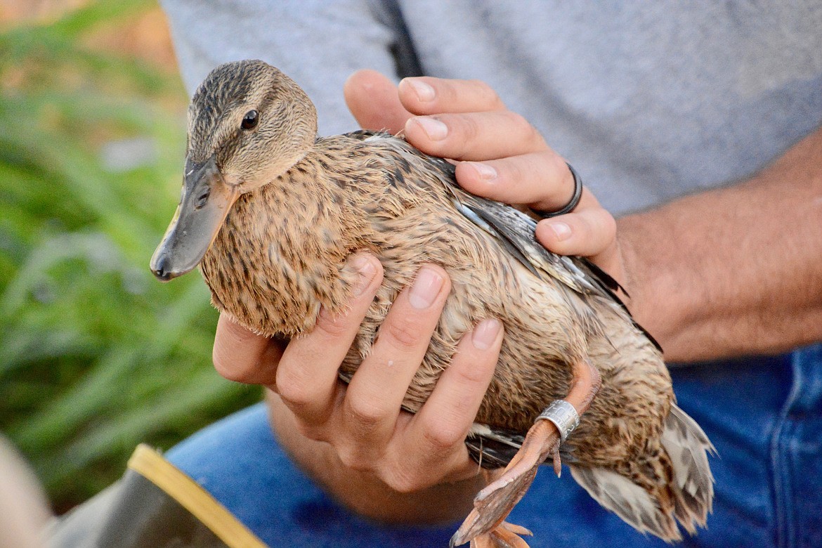 Brian Pearson Idaho Fish and Game
A long-running duck banding program shows that most of Idaho&#146;s ducks hail from Canada and Alaska with lower 48 states contributing to harvested birds.