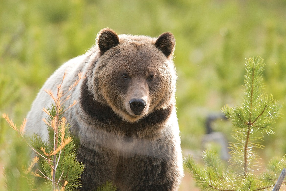 Three Grizzly Bears Tested Positive for Avian Flu in Montana