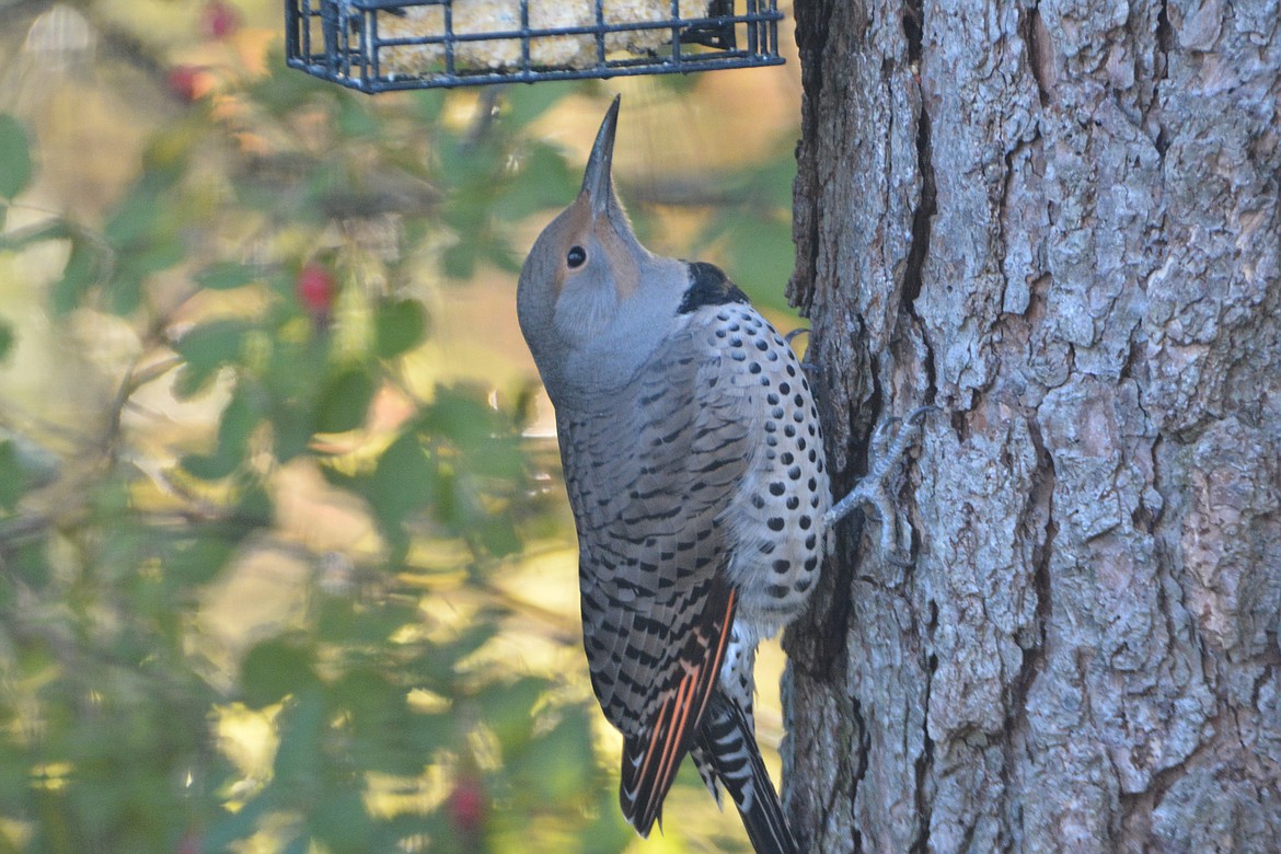 Northern flickers spend lots of time on the ground, and when in trees they&#146;re often seen leaning against their tails on the trunk of the tree.