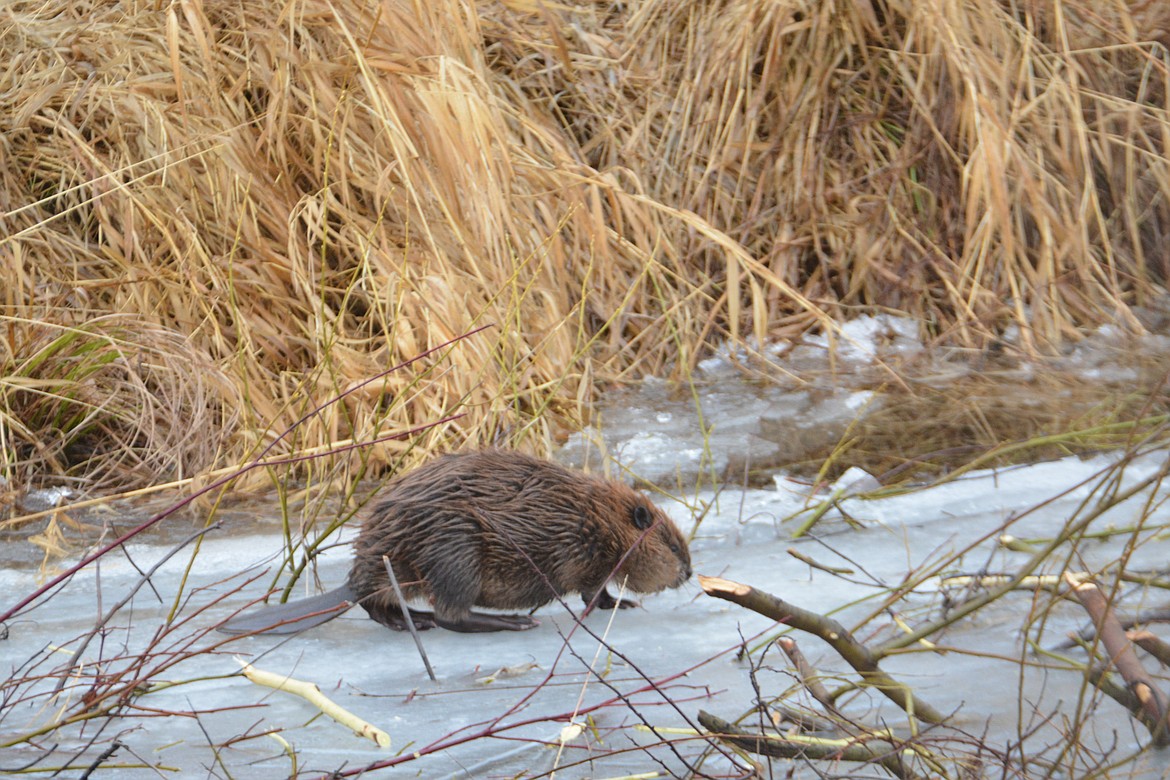 Photos by DON BARTLING
Beavers have bodies that are made for water. Their rudder-like tail and webbed feet propel them through water at 5 mph. They can stay under water for around 15 minutes.