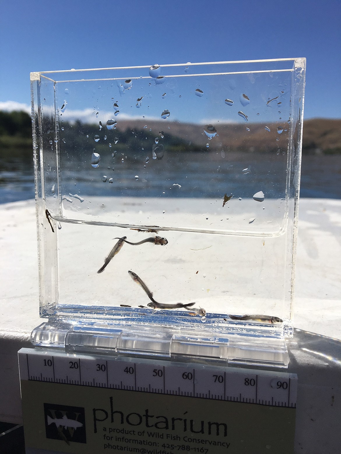 Juvenile sturgeon captured in Lower Granite Reservoir during an effort to document sturgeon spawning there. Researchers have documented successful sturgeon spawning in the reservoir over the past three years. 

Photo by Idaho Power Co.