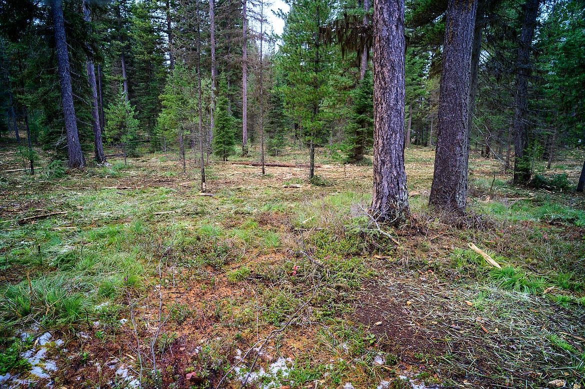 A view of the woods near Coram after mastication treatment.