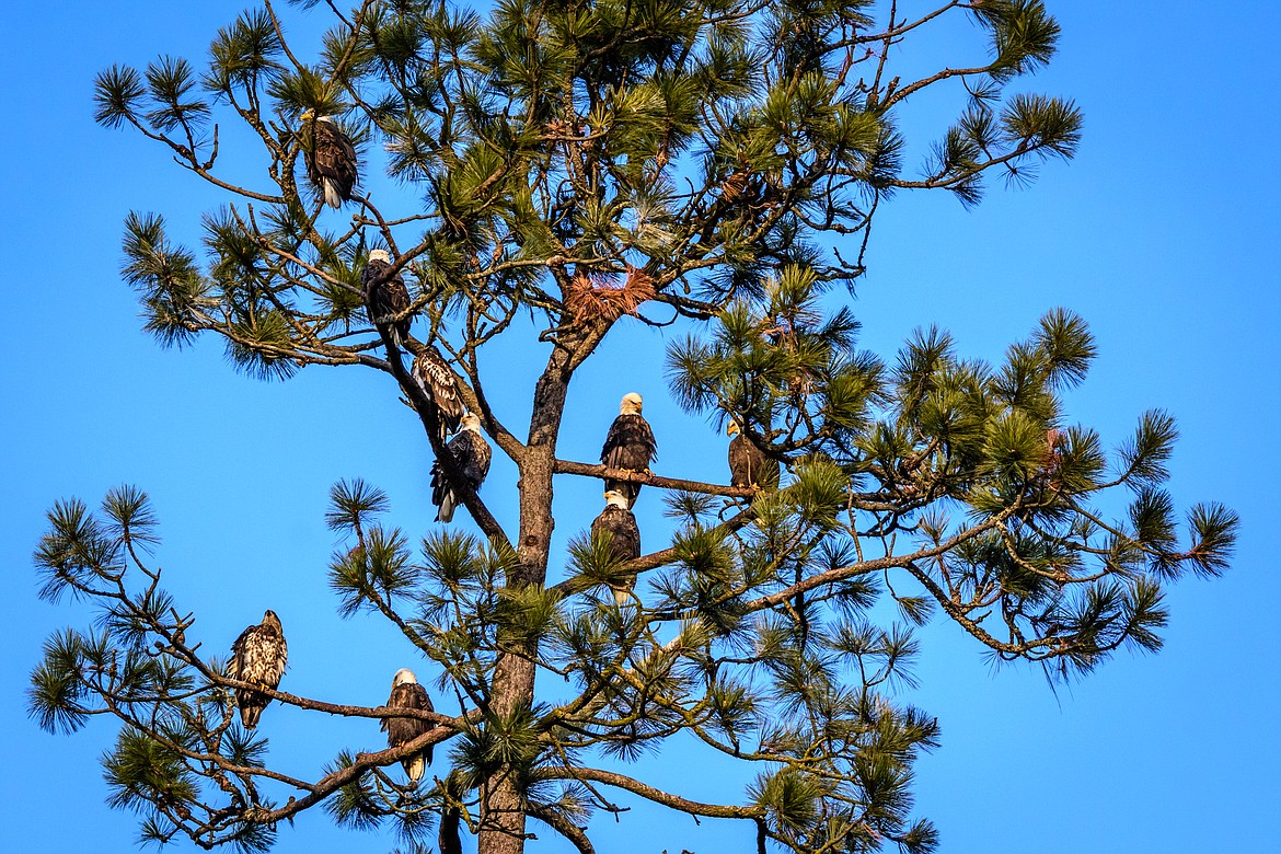 RON REEVE/Courtesy photo
Photographer Ron Reeve got a bird&#146;s-eye view of a favorite eagle hangout earlier this month at Higgens Point on Lake Coeur d&#146;Alene.