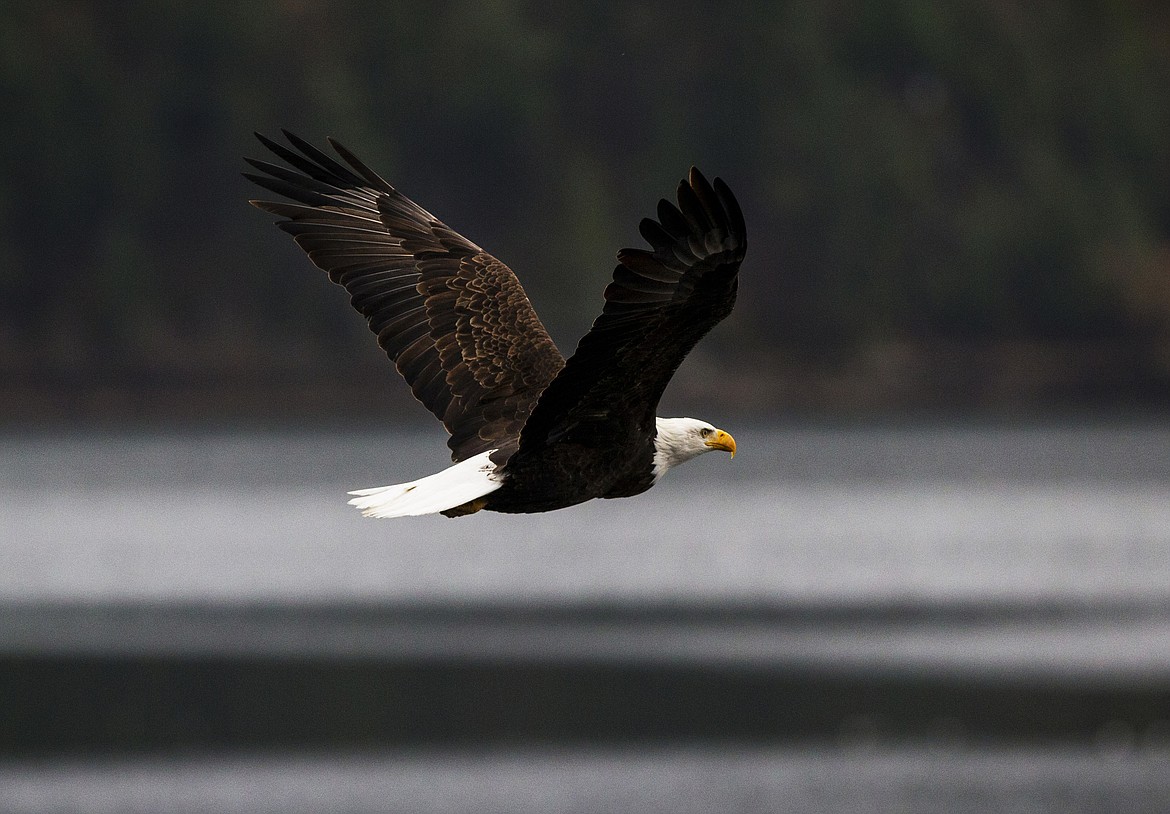 A bald eagle soars near Higgens Point. (LOREN BENOIT/Press file)