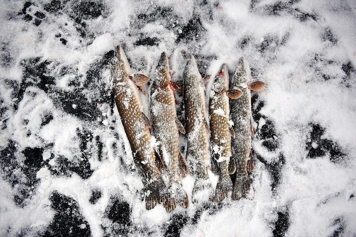 Five northern pike caught by the Johnson family of Columbia Falls are laid out on the frozen surface of Smith Lake at the 49th annual Sunriser Lions ice fishing derby on Saturday. (Casey Kreider/Daily Inter Lake)