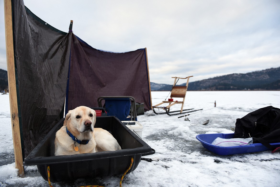 A yellow Lab rests in a sled as his owner fishes at the 49th annual Sunriser Lions ice fishing derby on Saturday. (Casey Kreider/Daily Inter Lake)