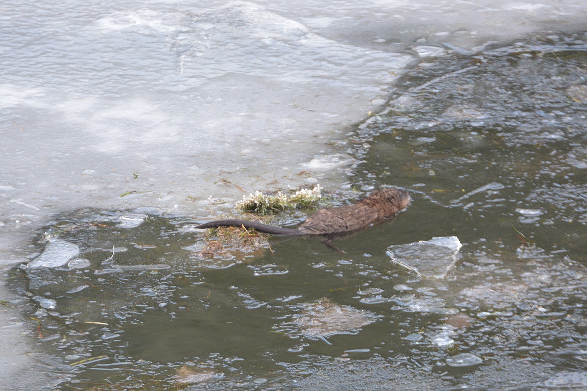 Photo by DON BARTLING
An adult muskrat slipping into the icy creek using his long, scaly tail as a rudder under the water.