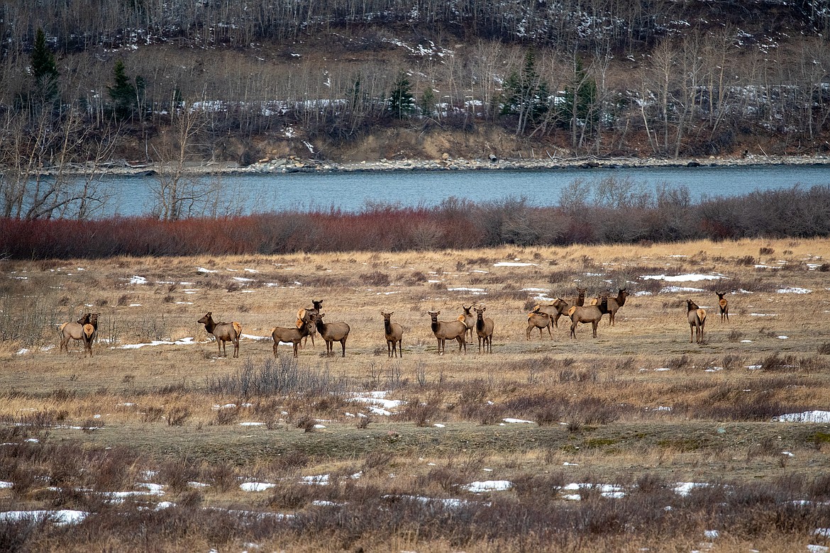 Elk are all ears on the flats at St. Mary.