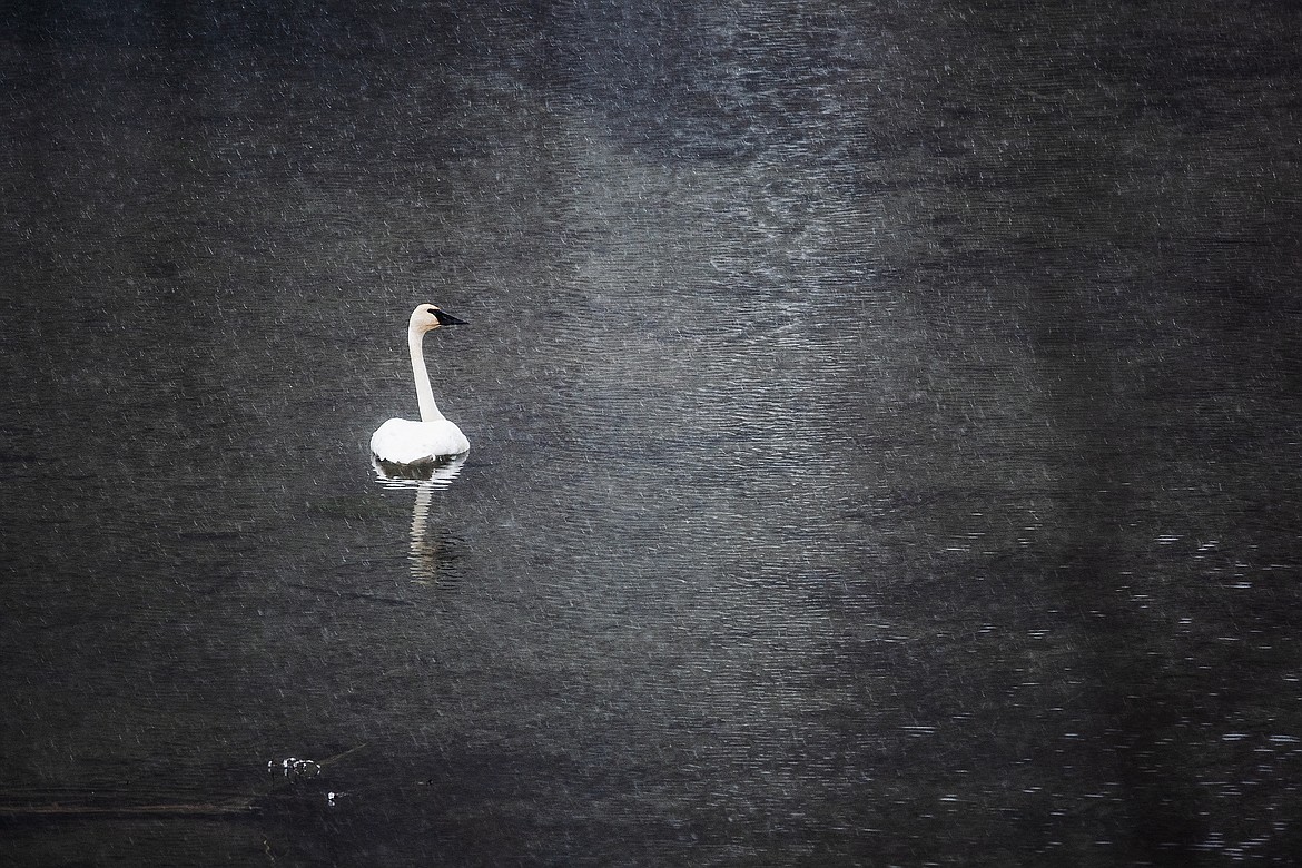 A lone trumpeter swan in a November snow squall.