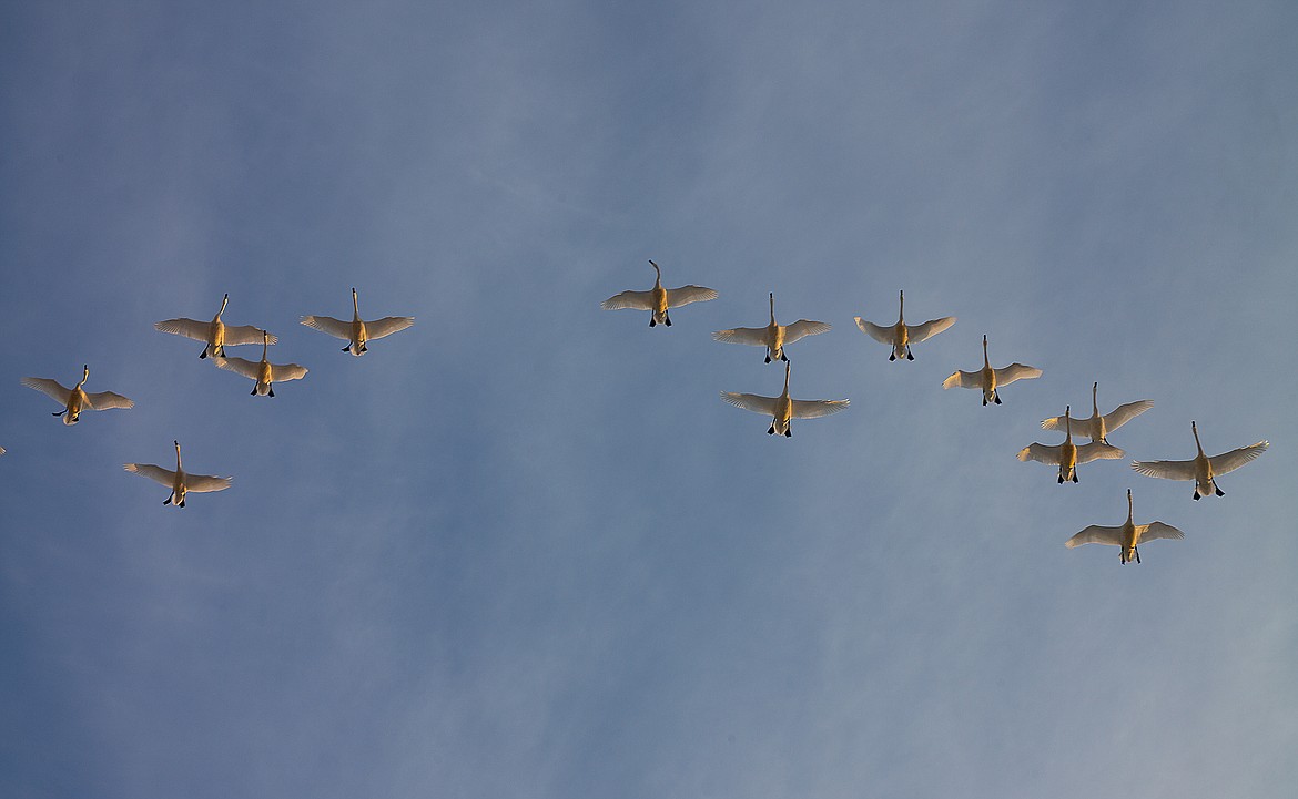 Tundra swans fly overhead.