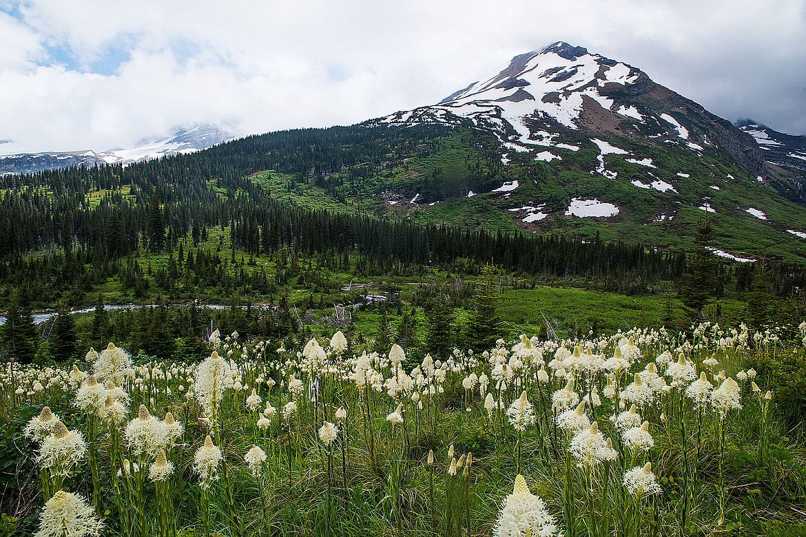 Bear grass blooms below Mount Jackson.