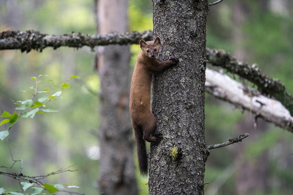 A pine marten watches a photographer from up a lodgepole pine in Glacier National Park.