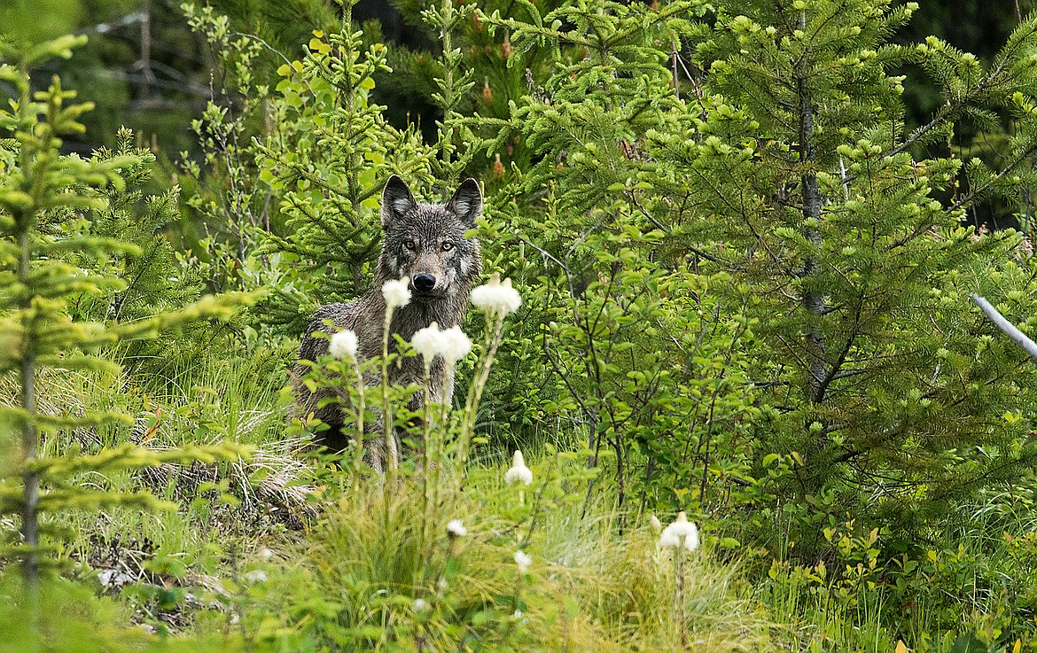 Gray wolf in bear grass.