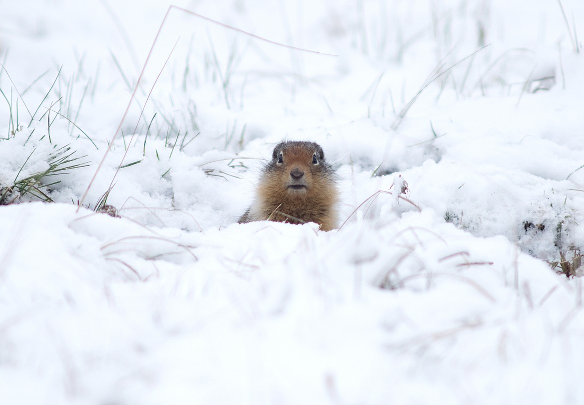 A ground squirrel surveys its snowy meadow in Glacier National Park.