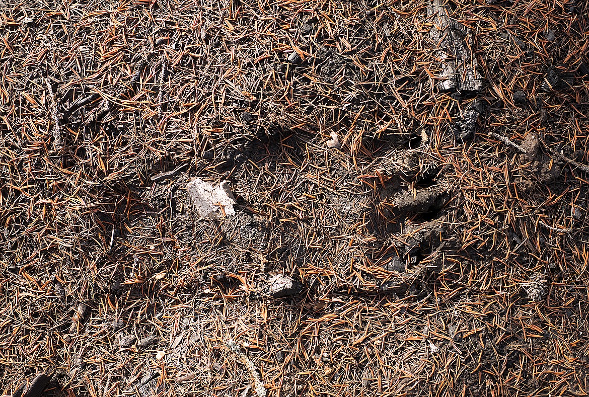 Grizzly bear track in the mud, Glacier National Park.