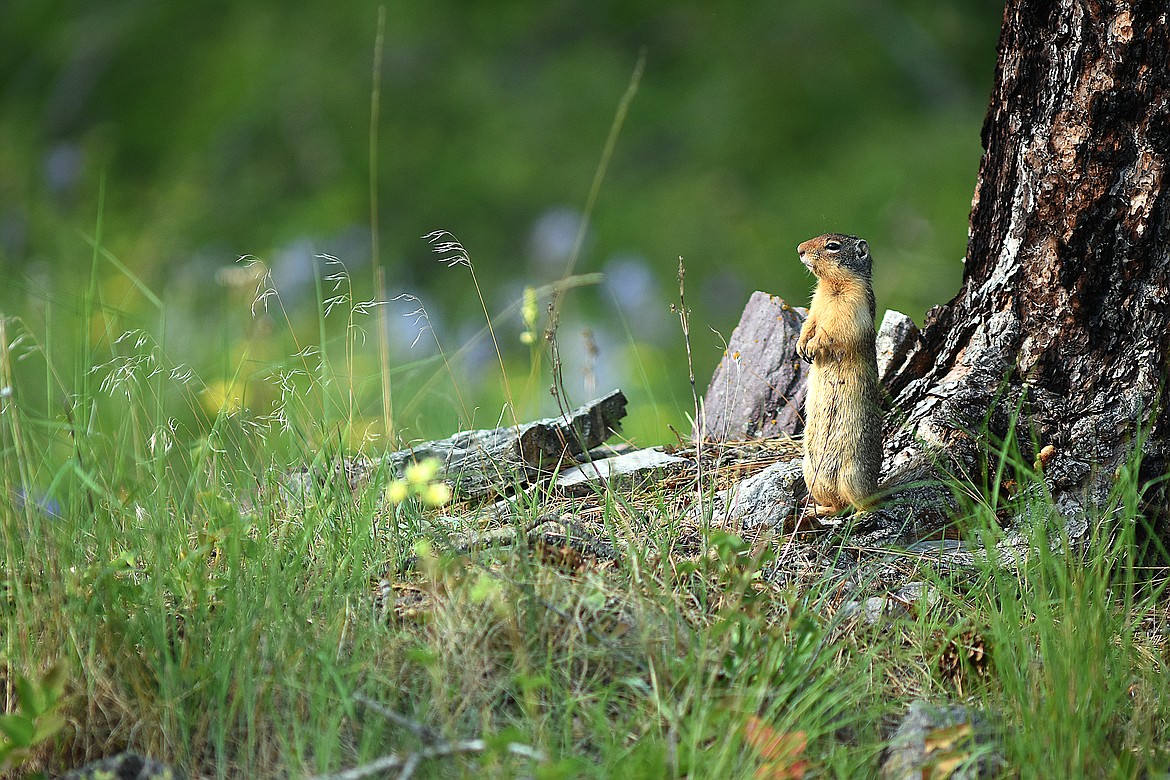 &#147;My, I have a nice garden,&#148; thought the ground squirrel.