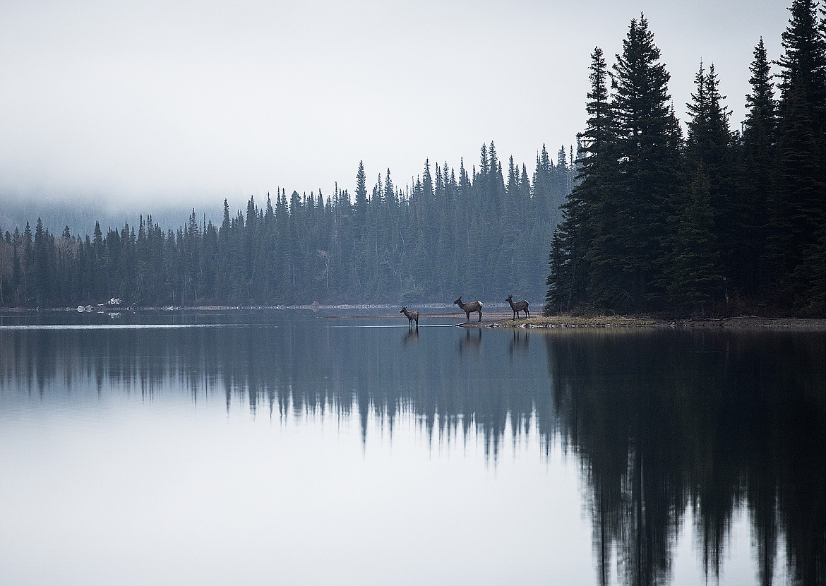 Three elk pause on the edge of a lake in Glacier National Park.