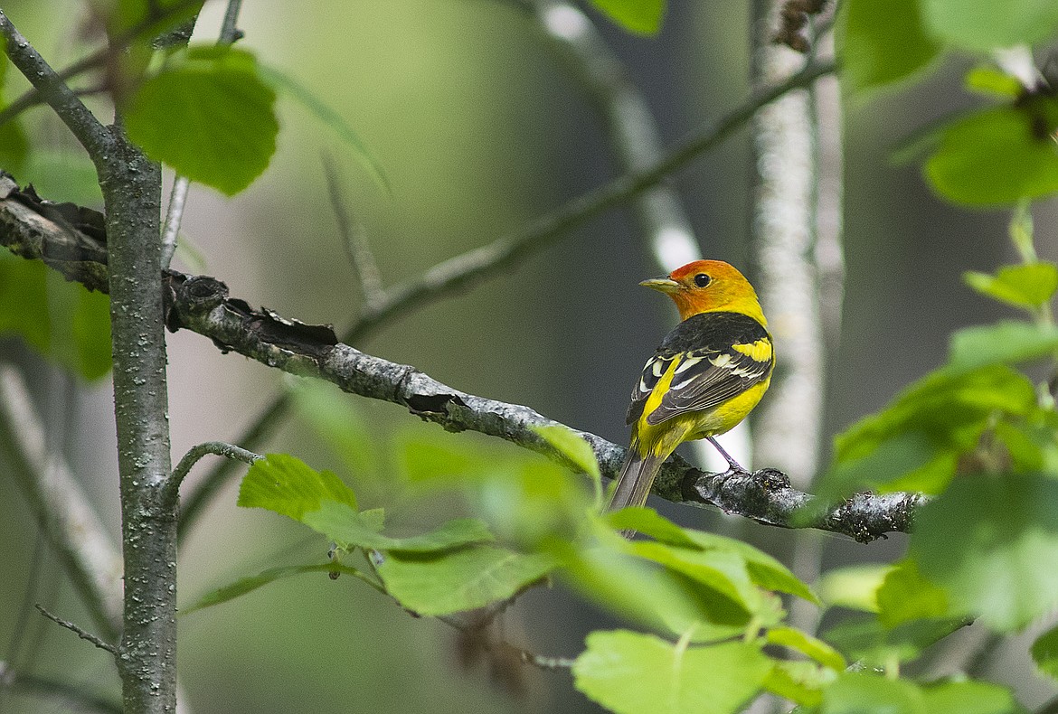 A male western tanager hunts the brush in Glacier National Park last week.