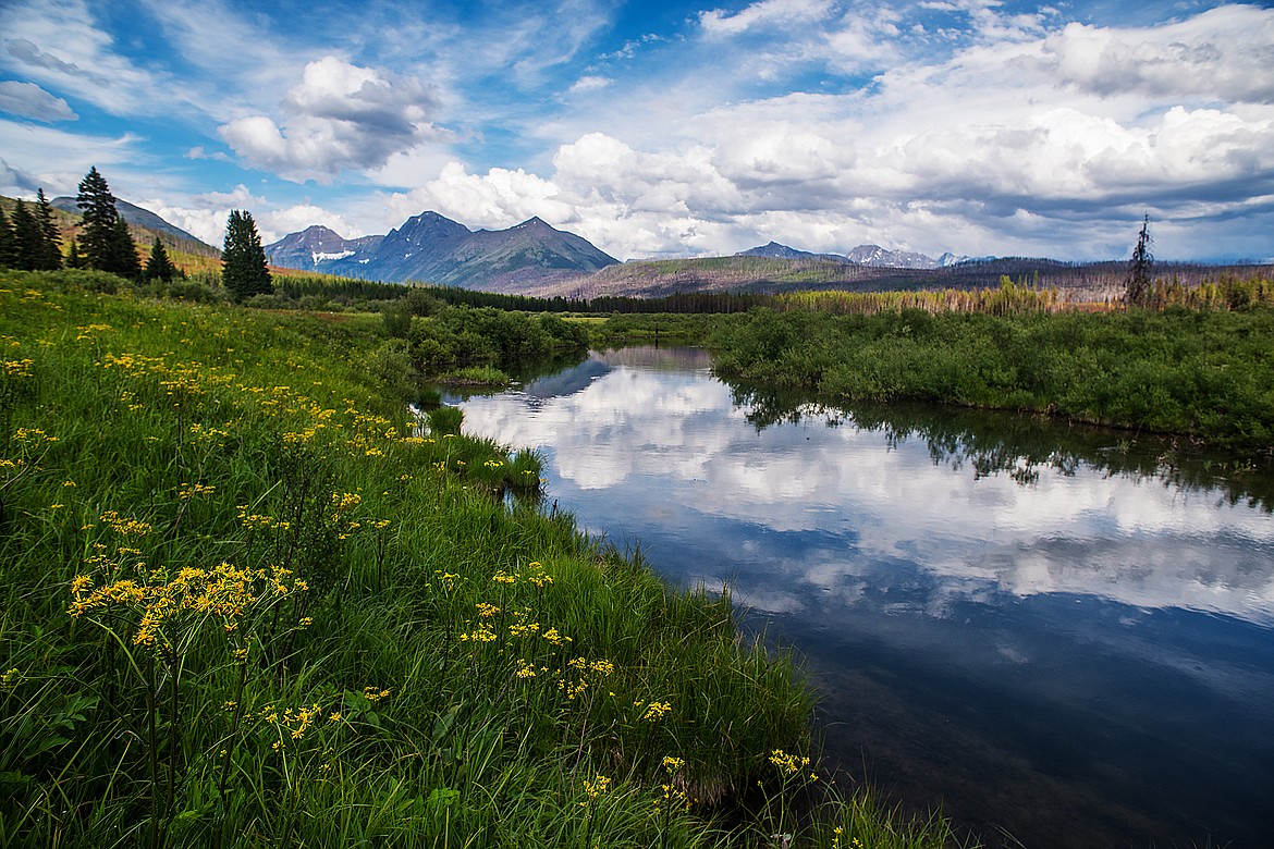 Flowers bloom along a meandering stream.