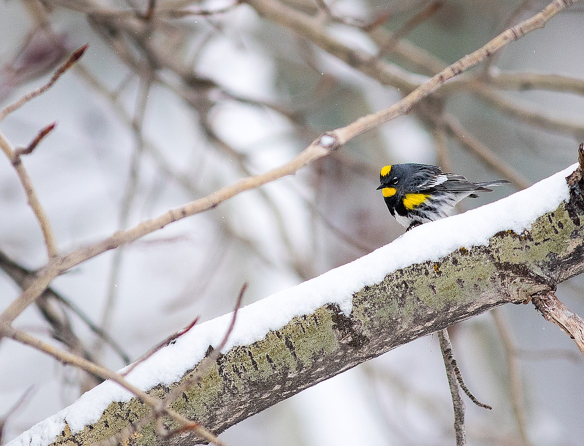 A yellow-rumped warbler searches for insects despite a fresh coat of snow last spring.