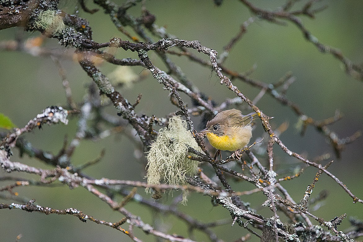 A female common yellowthroat flits among a hawthorn tree. It was feeding a fledgling, which was nearby.