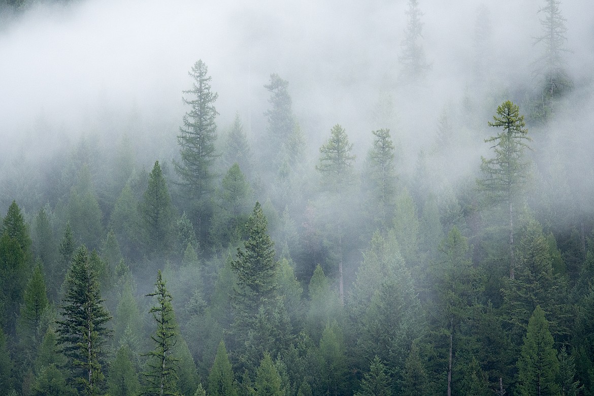 Morning mist wafts through the forest at Harrison Lake.