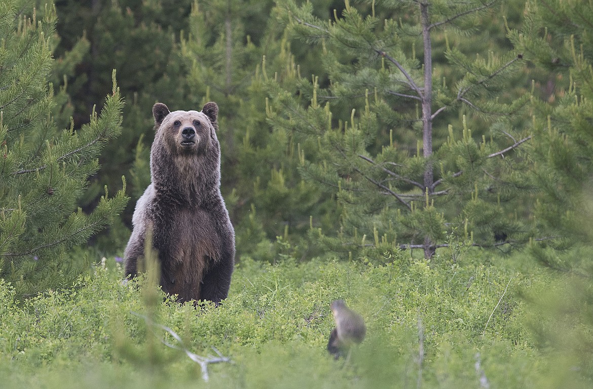 A grizzly bear eyes a ground squirrel and a hiker in Northwest Montana. (Chris Peterson photo)