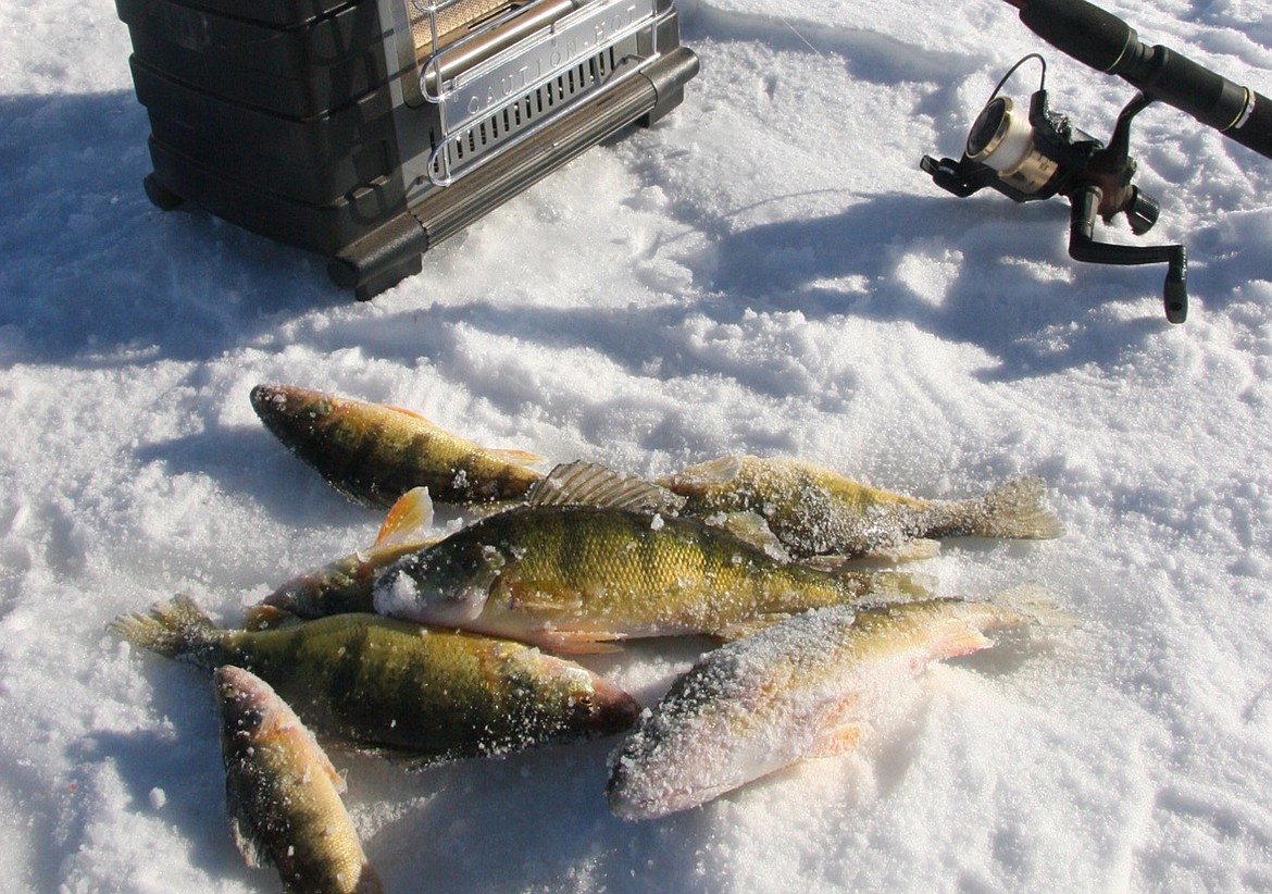 (Courtesy photo)
Yellow perch, common to most lakes in North Idaho, are the species most anglers seek when they ice fish.