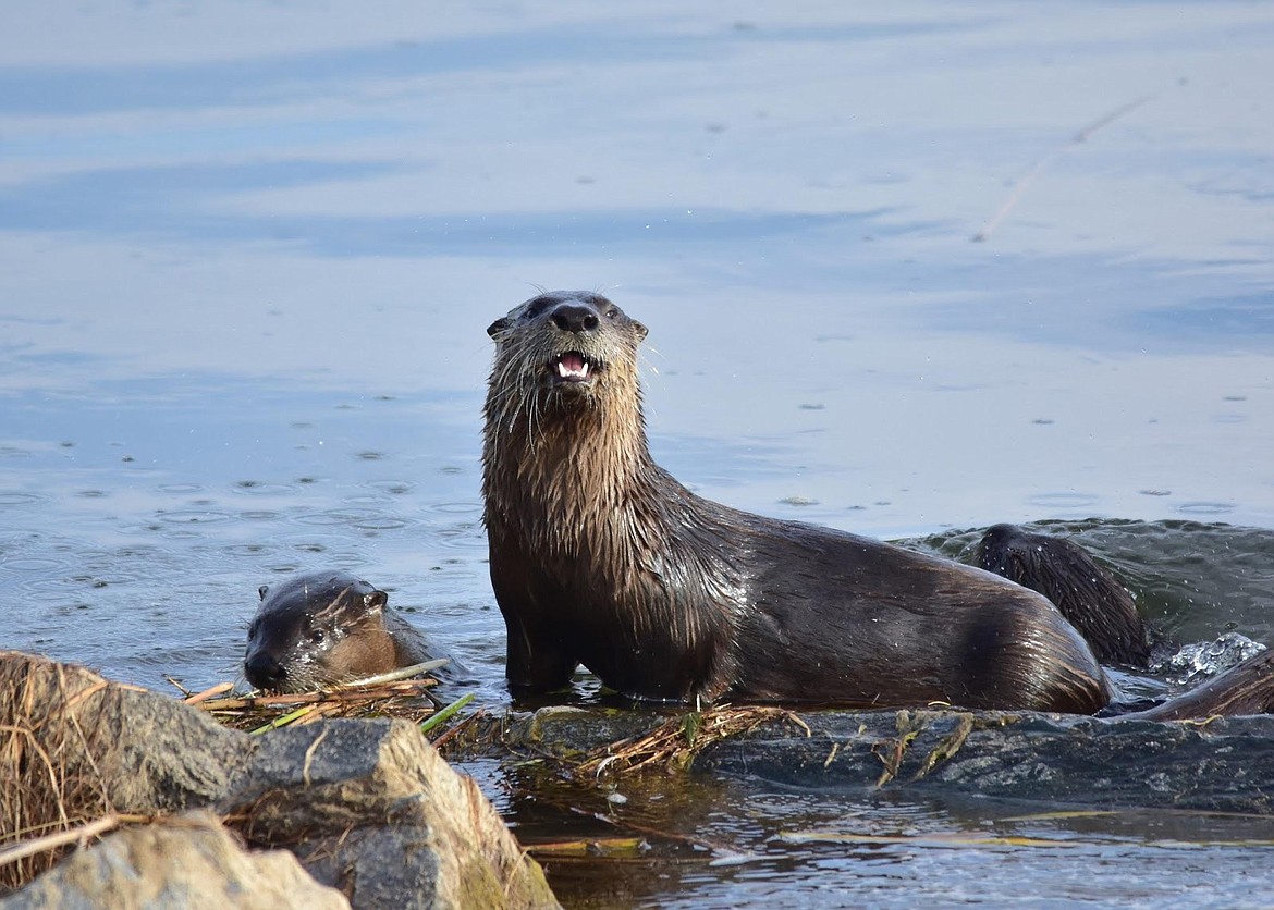 CRITTERS of NORTH IDAHO: The adorable river otter | Coeur d'Alene Press