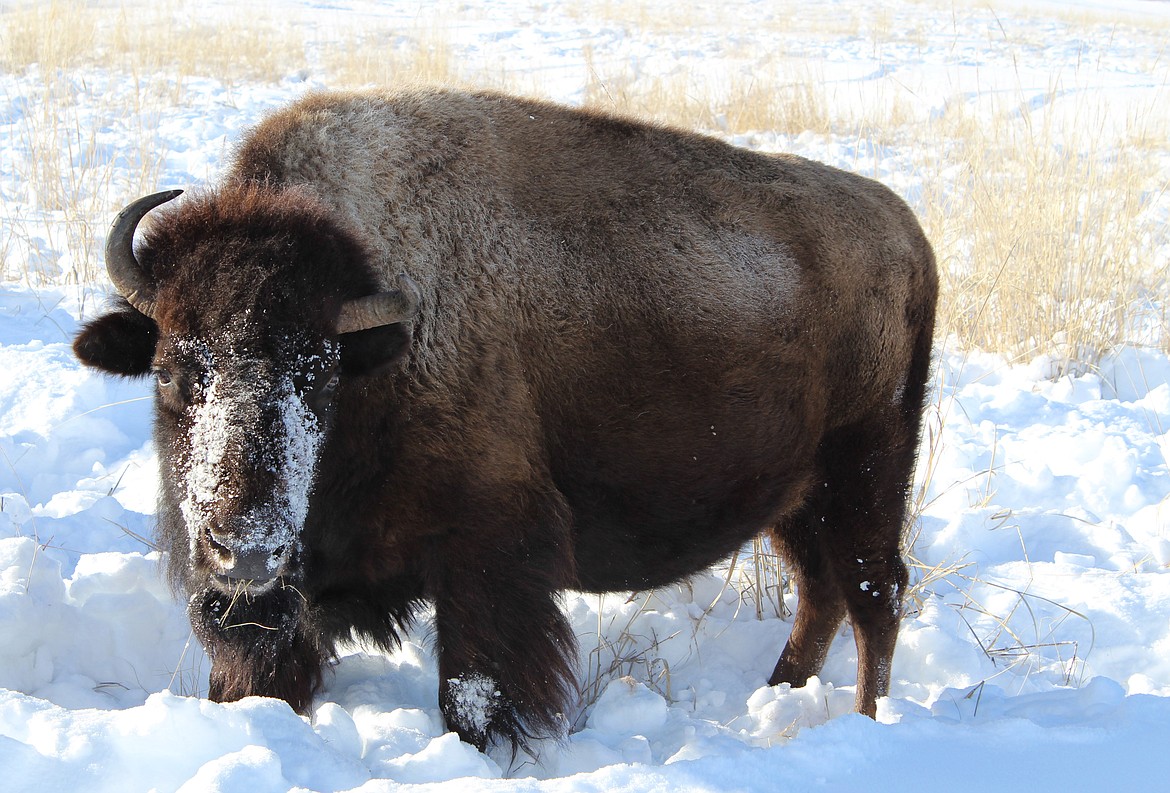 Bison Range transfer sets inappropriate precedent Daily Inter Lake