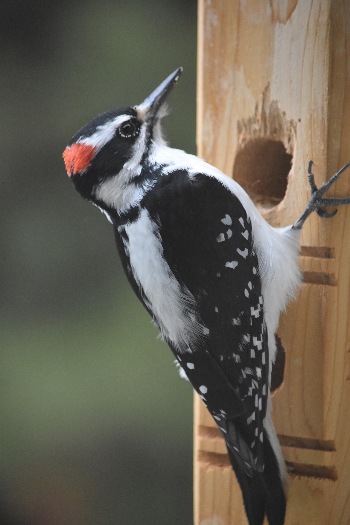 Photo by DON BARTLING 
Adults are black and white with a white belly, and black wings with rows of white spots. There is a white bar above and below the eye. Adult males have a red patch or two side-by-side patches on the back of the head.