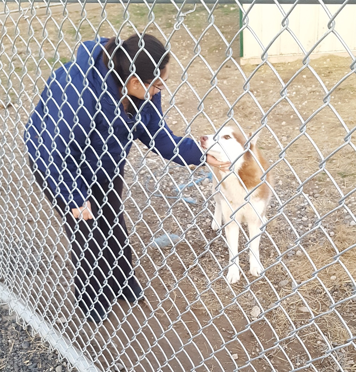 Adams County Pet Rescue/courtesy photo
Jubiia Sanchez checks on Namen, a husky that was recently found as a stray. He was brought to the shelter and nobody has claimed him.