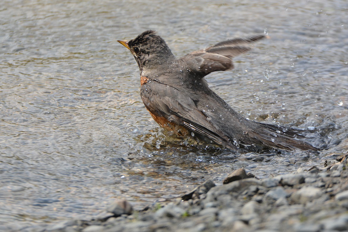 May: A robin taking a bath in Deep Creek.
