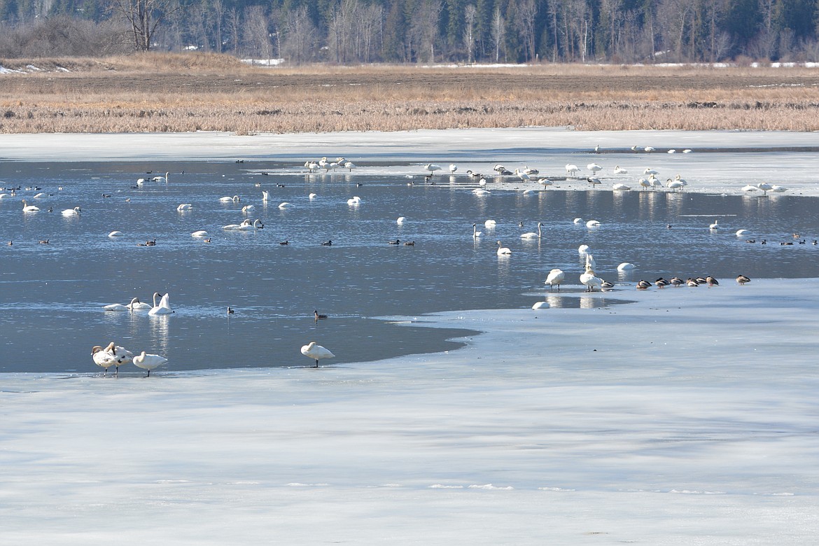 March: Tundra swans stop over at Boundary/Smith Creek Wildlife Manage-ment Area during their migration north.